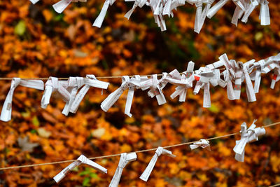 Close-up of prayers in papers tied to strings