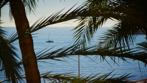 Palm trees on beach against sky