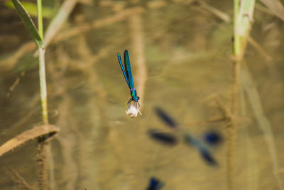 Close-up of damselfly on plant