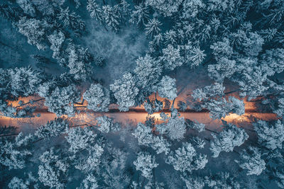 Full frame shot of frozen trees in forest