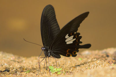 Close-up of butterfly