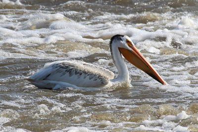 An american white pelican swims in white water