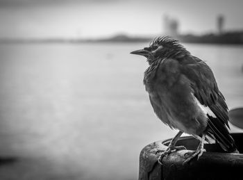 Close-up of bird perching on water