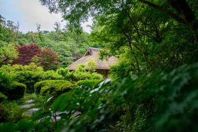 Trees in forest