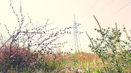 Low angle view of plants on field against sky