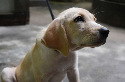 Close-up of dog looking away