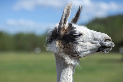 Close-up of an animal on land