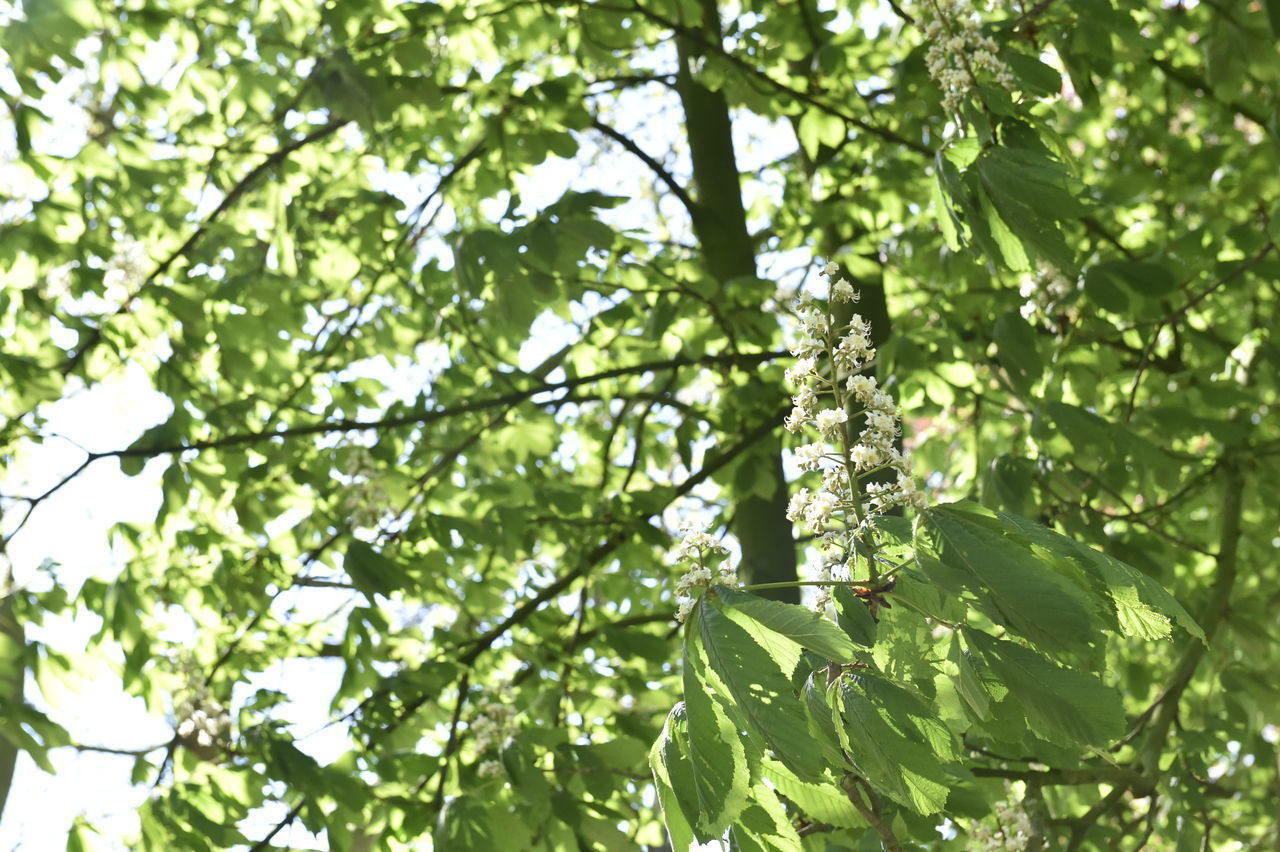 LOW ANGLE VIEW OF FRESH GREEN LEAVES ON TREE IN FOREST