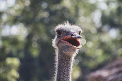 Close-up portrait of a bird