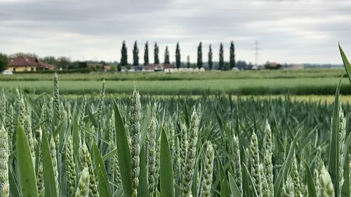 Crops growing on field against sky