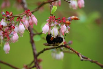 Close-up of bee on flower