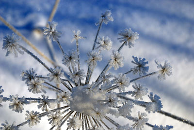 Close-up of frozen plant