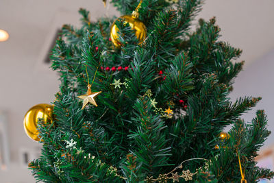 Close-up of christmas tree