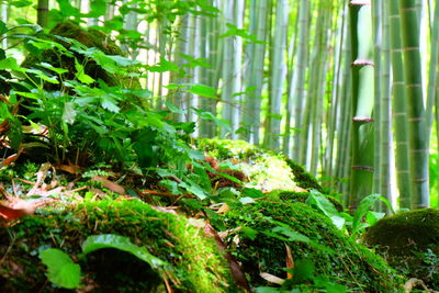 Close-up of bamboo trees in forest