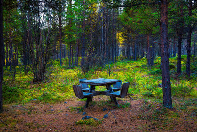 Trees in forest