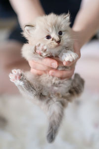 Close-up of hand holding white cat