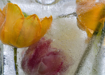 Close-up of lemon in water
