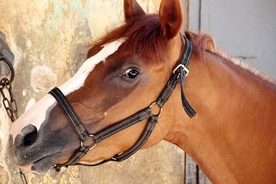 Close-up of horse