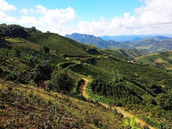 Tea garden in kalaw