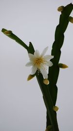 Close-up of white flowers against gray background