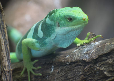 Close-up of lizard on tree