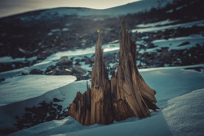 Close-up of tree stump during winter