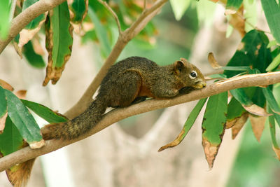 A squirrel on a branch , squirrels are small mammals with fur covering the entire body.