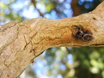 Low angle view of insect on tree trunk