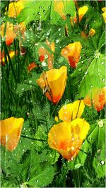 Close-up of water drops on flower