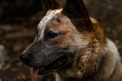 Close-up of dog looking away