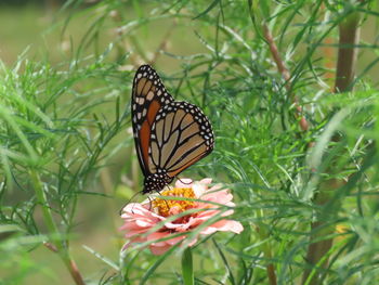 Close-up of butterfly pollinating on flower