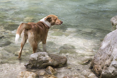 Dog standing on rock in sea