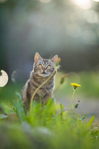 Cat looking away on plant