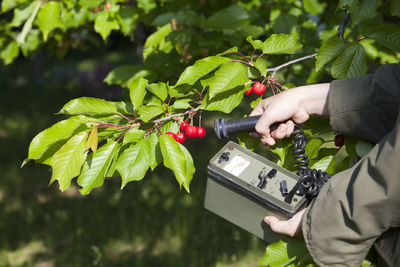 Cropped hand of person holding geiger counter by cherries on tree