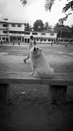 Dog playing in front of building