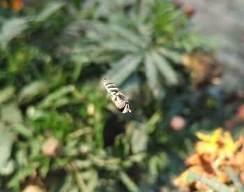 Close-up of butterfly on plant