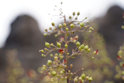 Close-up of flowering plant