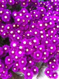 High angle view of purple flowering plants