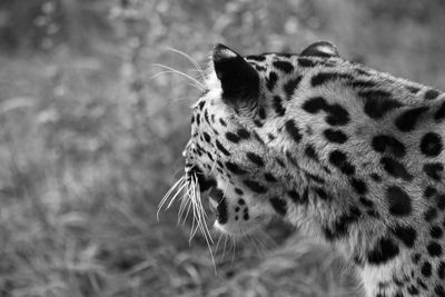 Close-up of leopard on field