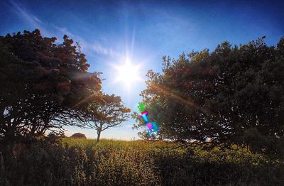 Scenic view of grassy field against bright sun