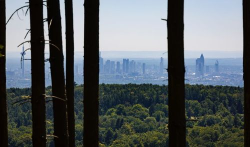 Trees in forest against sky