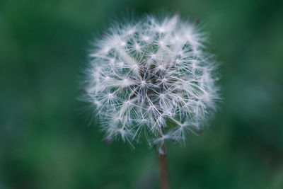 Close-up of dandelion flower