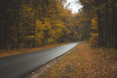 Wet asphalt road through the autumn forest, october view
