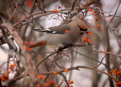 Birds perching on tree