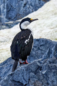 Antarctic shag leucocarbo bransfieldensis or  imperial shag or blue-eyed shag or antarctic cormorant