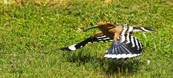 Close-up of bird perching on grass