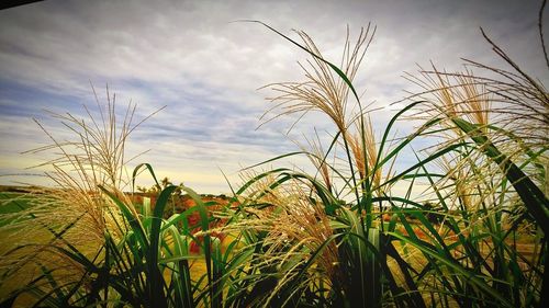 View of field against cloudy sky