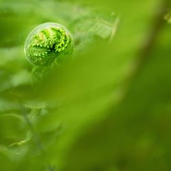 Nephrolepis exaltata the sword fern. fresh green fern bush in detail, looking into bush of fern 