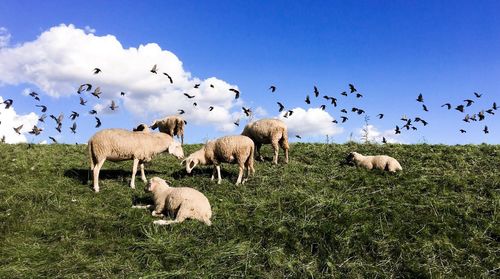 Flock of sheep grazing on field against sky