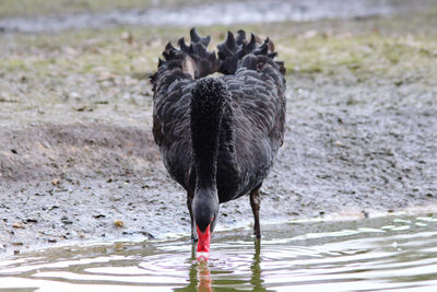 Close-up of a black swan drinking water